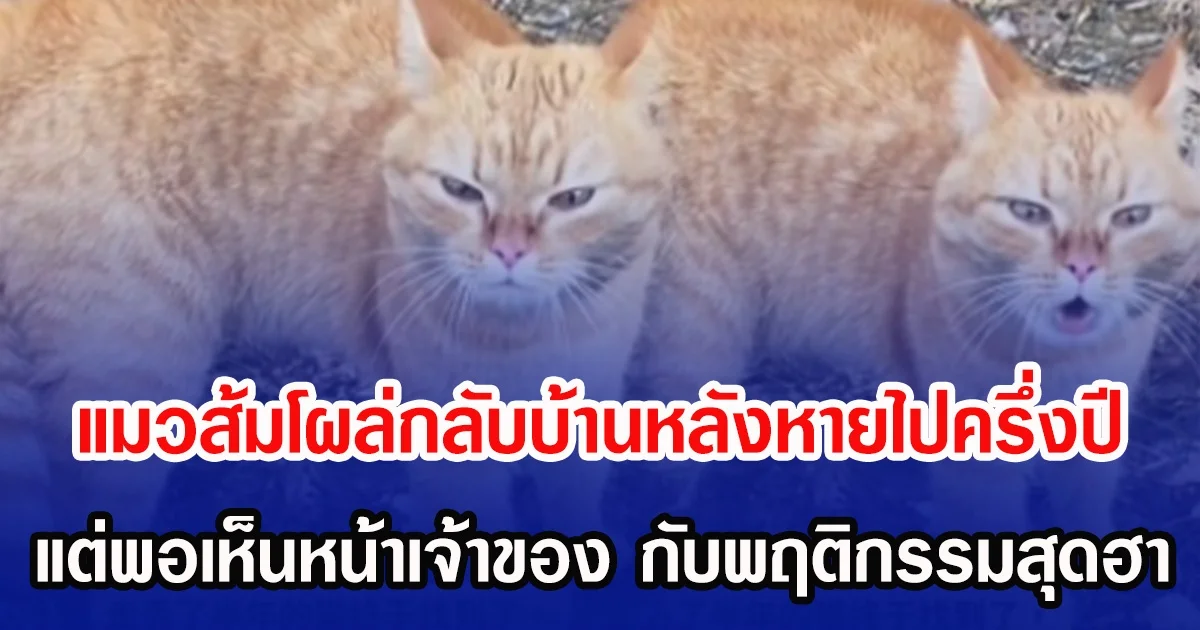 แมวส้มโผล่กลับบ้านหลังหายไปครึ่งปี แต่พอเห็นหน้าเจ้าของ กับพฤติกรรมสุดฮา (ข่าวต่างประเทศ)