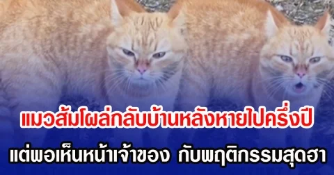 แมวส้มโผล่กลับบ้านหลังหายไปครึ่งปี แต่พอเห็นหน้าเจ้าของ กับพฤติกรรมสุดฮา (ข่าวต่างประเทศ)