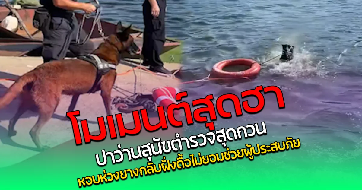โมเมนต์สุดฮา ปาว่าน สุนัขตำรวจสุดกวน หอบห่วงยางกลับฝั่ง ดื้อไม่ยอมช่วยผู้ประสบภัย