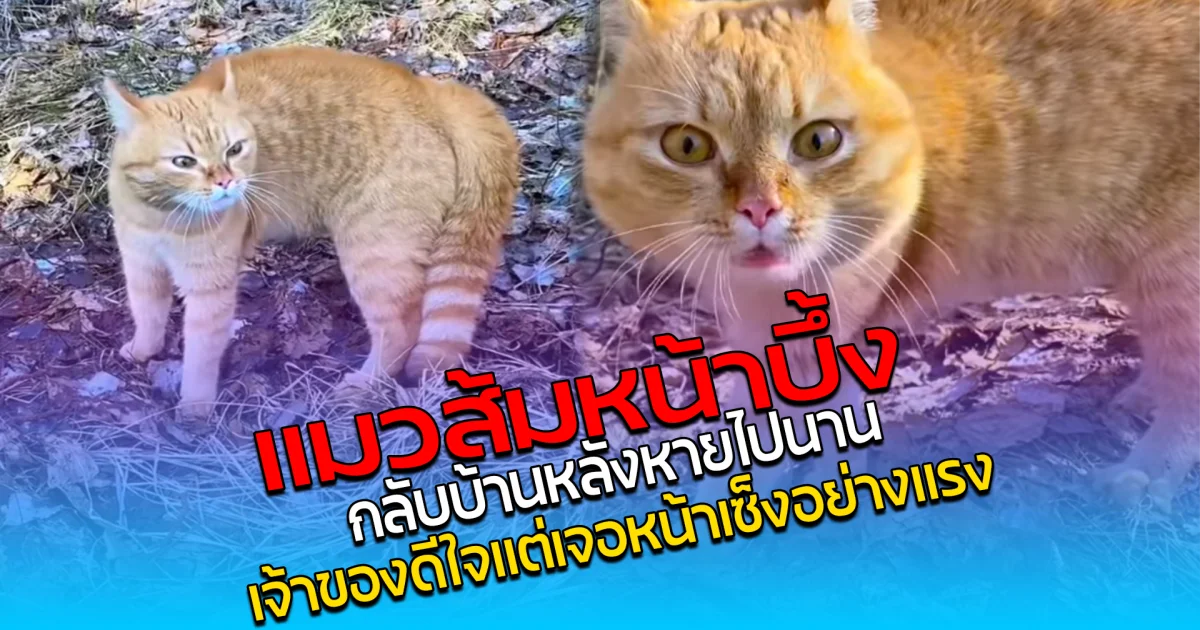 มวส้มหน้าบึ้ง กลับบ้านหลังหายไปนาน เจ้าของดีใจแต่เจอหน้าเซ็งอย่างแรง