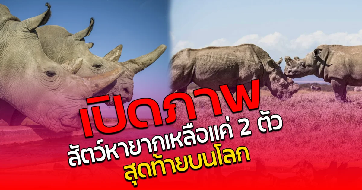 เปิดภาพ สัตว์หายาก เหลือแค่ 2 ตัวสุดท้ายบนโลก