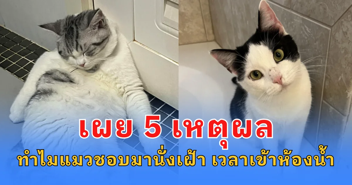 เผย 5 เหตุผล ทำไมแมวชอบมานั่งเฝ้า เวลาเข้าห้องน้ำ