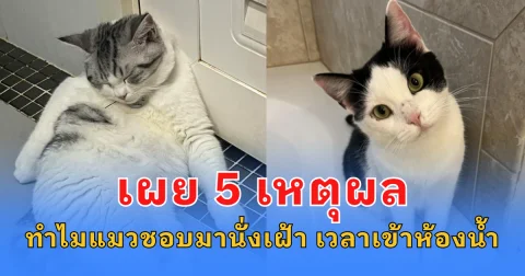 เผย 5 เหตุผล ทำไมแมวชอบมานั่งเฝ้า เวลาเข้าห้องน้ำ