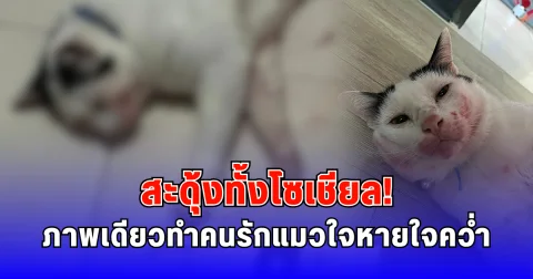 สะดุ้งทั้งโซเชียล ภาพเดียวทำคนรักแมวใจหายใจคว่ำ