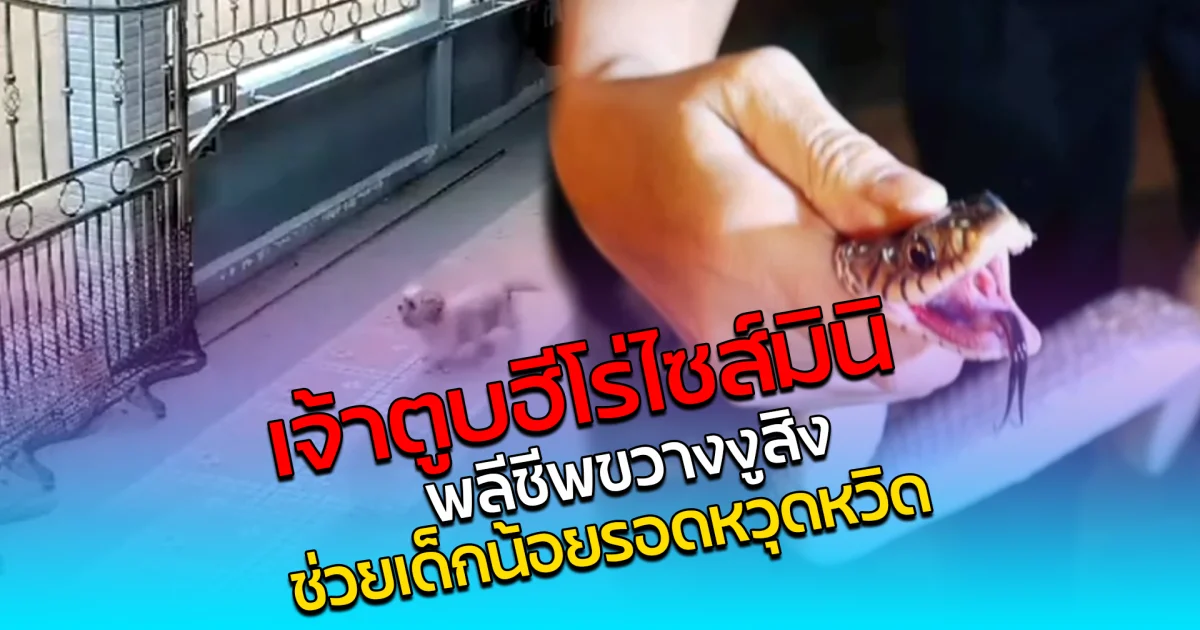 เจ้าตูบฮีโร่ไซส์มินิ พลีชีพขวางงูสิง ช่วยเด็กน้อยรอดหวุดหวิด