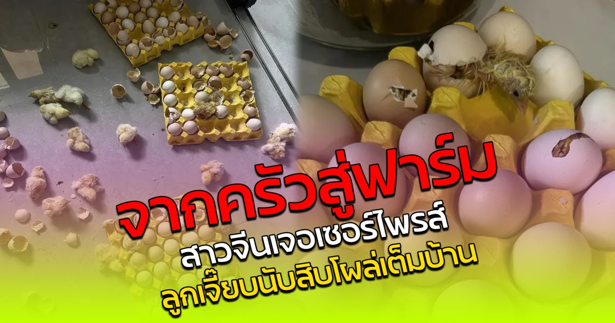 จากครัวสู่ฟาร์ม สาวจีนเจอเซอร์ไพรส์ ลูกเจี๊ยบนับสิบโผล่เต็มบ้าน