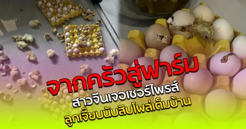 จากครัวสู่ฟาร์ม สาวจีนเจอเซอร์ไพรส์ ลูกเจี๊ยบนับสิบโผล่เต็มบ้าน