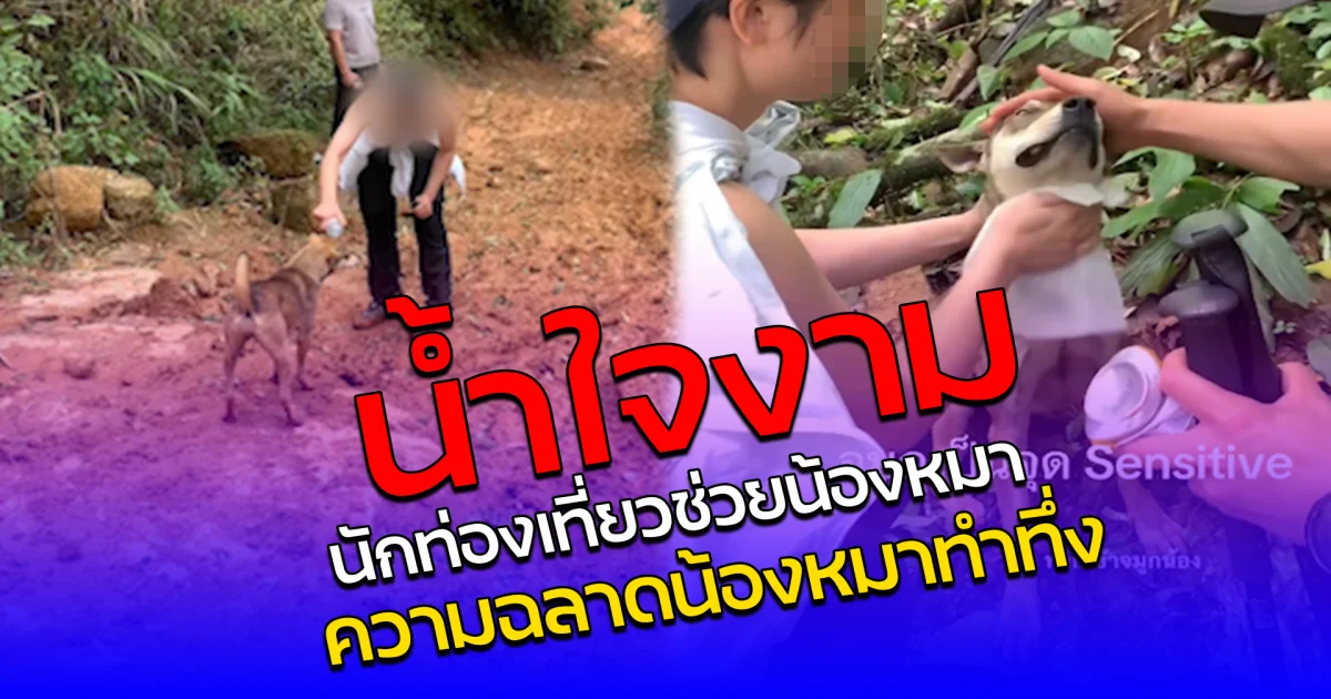 น้ำใจงาม นักท่องเที่ยวช่วยน้องหมา ความฉลาดน้องหมาทำทึ่ง