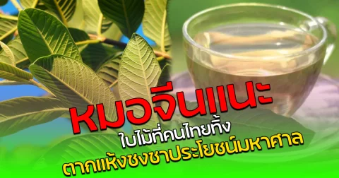 หมอจีนแนะ ใบไม้ที่คนไทยทิ้ง ตากแห้งชงชาประโยชน์มหาศาล