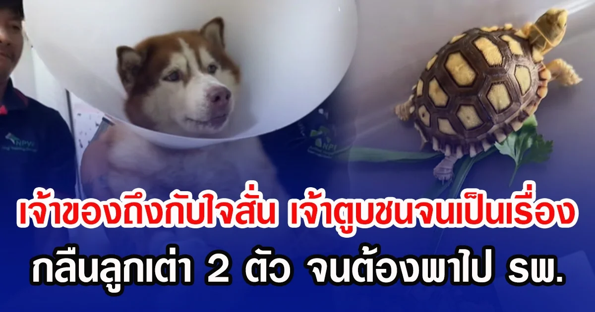 เจ้าของถึงกับใจสั่น เจ้าตูบชนจนเป็นเรื่อง กลืนลูกเต่า 2 ตัว จนต้องพาไป รพ.