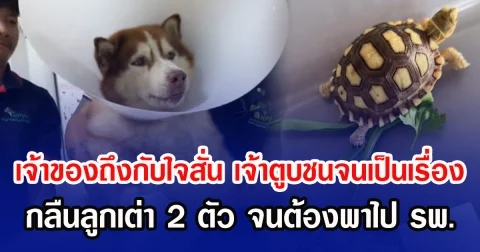 เจ้าของถึงกับใจสั่น เจ้าตูบชนจนเป็นเรื่อง กลืนลูกเต่า 2 ตัว จนต้องพาไป รพ.