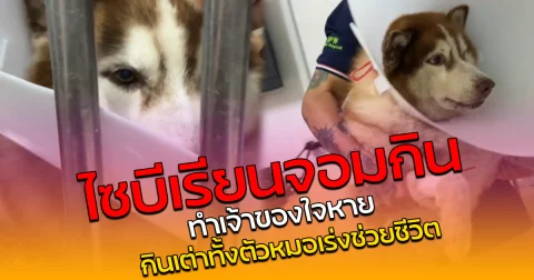 ไซบีเรียนจอมกิน  ทำเจ้าของใจหาย กินเต่าทั้งตัวหมอเร่งช่วยชีวิต