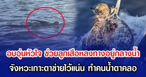 อบอุ่นหัวใจ ช่วยลูกเสือหลงทางอยู่กลางนํ้า จังหวะเกาะตาข่ายปลาไว้แน่น ทำคนน้ำตาคลอ (ข่าวต่างประเทศ)