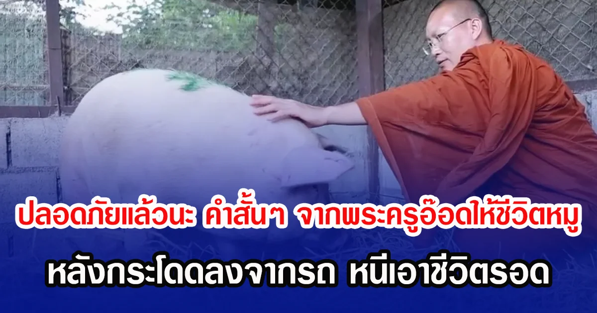 ปลอดภัยแล้วนะ คำสั้น ๆ จากพระครูอ๊อดมอบชีวิตใหม่ให้หมู หลังกระโดดลงจากรถ หนีเอาชีวิตรอดจากโรงเชือด