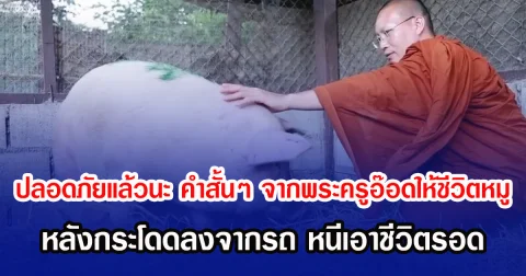 ปลอดภัยแล้วนะ คำสั้น ๆ จากพระครูอ๊อดมอบชีวิตใหม่ให้หมู หลังกระโดดลงจากรถ หนีเอาชีวิตรอดจากโรงเชือด