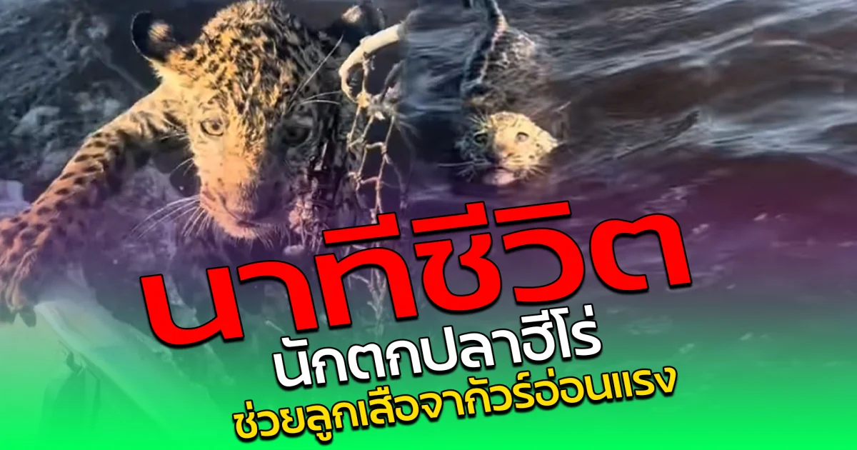 นาทีชีวิต นักตกปลาฮีโร่ ช่วยลูกเสือจากัวร์อ่อนแรง
