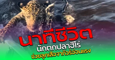 นาทีชีวิต นักตกปลาฮีโร่ ช่วยลูกเสือจากัวร์อ่อนแรง