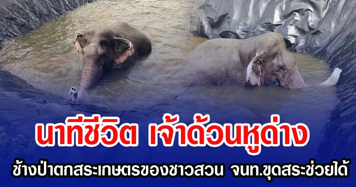 นาทีชีวิต เจ้าด้วนหูด่าง ช้างป่าตกสระเกษตรของชาวสวน จนท.ขุดสระช่วยได้
