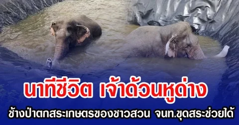 นาทีชีวิต เจ้าด้วนหูด่าง ช้างป่าตกสระเกษตรของชาวสวน จนท.ขุดสระช่วยได้