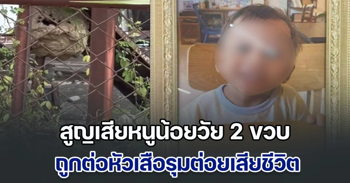 ครอบครัวเศร้าสลด สูญเสียหนูน้อยวัยเพียง 2 ขวบ ถูกต่อหัวเสือรุมต่อย