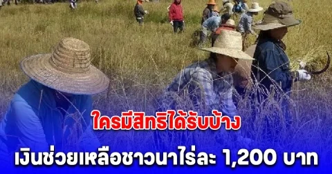 เงื่อนไข รับเงินช่วยเหลือชาวนาไร่ละ 1,200 บาท สูงสุด 12,000 บาท ใครมีสิทธิได้รับบ้าง