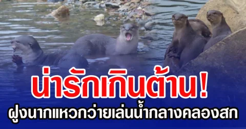 น่ารักเกินต้าน! ฝูงนากแหวกว่ายเล่นน้ำกลางคลองสก ชาวเน็ตแห่ชมคลิป
