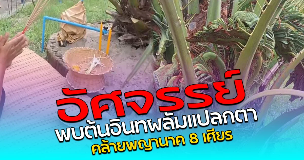 อัศจรรย์ พบต้นอินทผลัมแปลกตา คล้ายพญานาค 8 เศียร