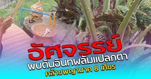 อัศจรรย์ พบต้นอินทผลัมแปลกตา คล้ายพญานาค 8 เศียร