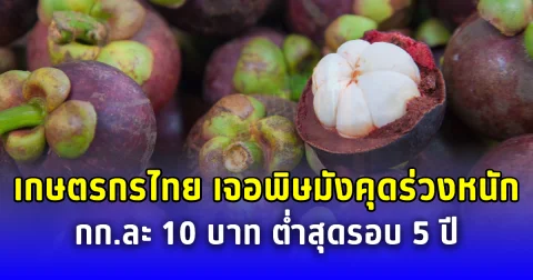 เกษตรกรไทยเจอพิษ มังคุดร่วงหนัก กก.ละ 10 บาท ต่ำสุดรอบ 5 ปี