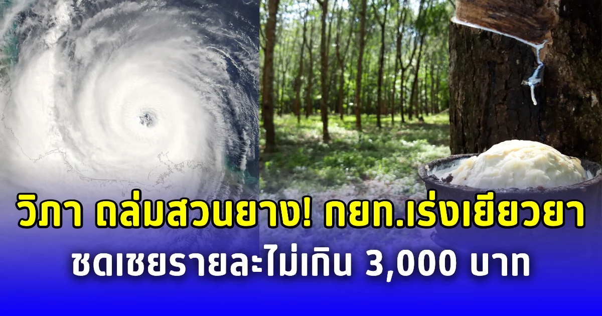 วิภา ถล่มสวนยาง กยท.เร่งเยียวยา ชดเชยรายละไม่เกิน 3,000 บาท