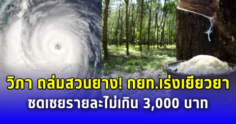 วิภา ถล่มสวนยาง กยท.เร่งเยียวยา ชดเชยรายละไม่เกิน 3,000 บาท