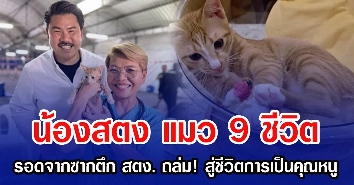 น้องสตง แมว 9 ชีวิต รอดจากซากตึก สตง. ถล่ม! สู่ชีวิตการเป็นคุณหนู