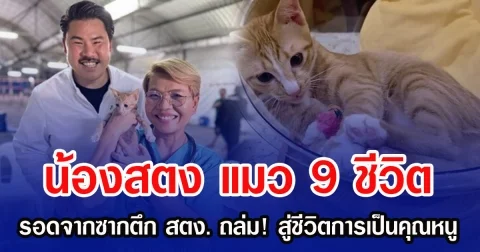 น้องสตง แมว 9 ชีวิต รอดจากซากตึก สตง. ถล่ม! สู่ชีวิตการเป็นคุณหนู
