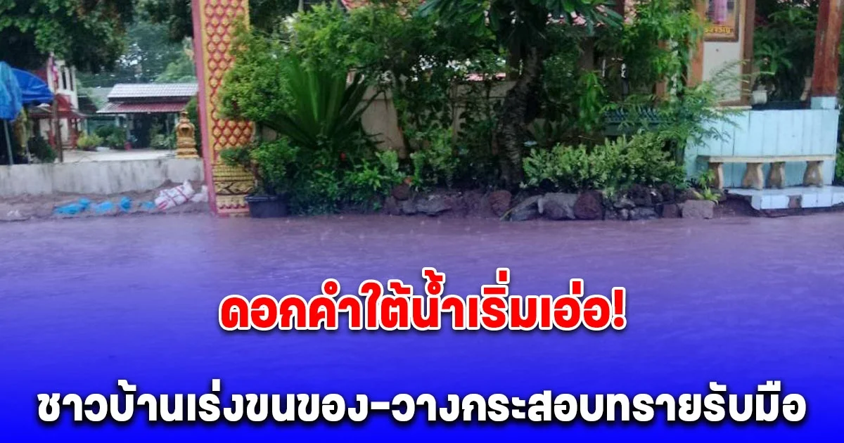 ดอกคำใต้น้ำเริ่มเอ่อ! น้ำร่องช้างบ้านปินล้นท่วม ชาวบ้านเร่งขนของ-วางกระสอบทรายรับมือ