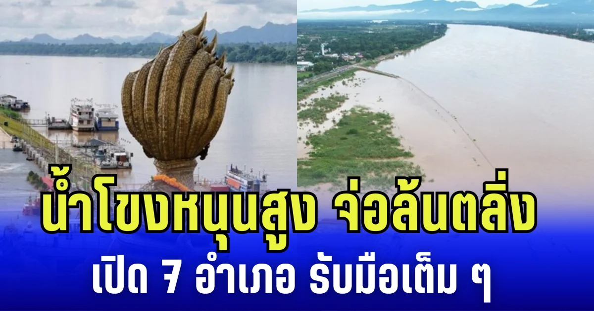 น้ำโขงหนุนสูง จ่อล้นตลิ่ง เอ่อท่วมนาข้าวแล้วกว่า 20,000 ไร่ เปิด 7 อำเภอ รับมือเต็ม ๆ