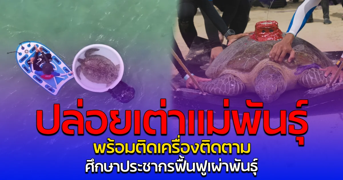 ปล่อยเต่าแม่พันธุ์ พร้อมติดเครื่องติดตาม ศึกษาประชากรฟื้นฟูเผ่าพันธุ์