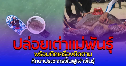 ปล่อยเต่าแม่พันธุ์ พร้อมติดเครื่องติดตาม ศึกษาประชากรฟื้นฟูเผ่าพันธุ์
