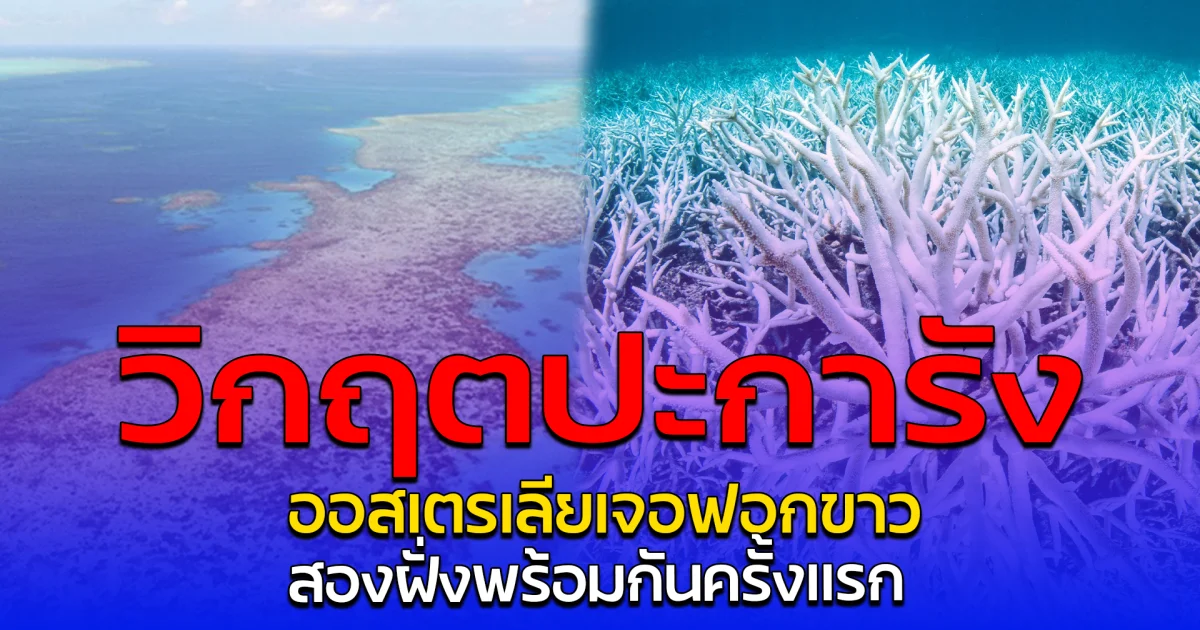 วิกฤตปะการัง ออสเตรเลียเจอฟอกขาว สองฝั่งพร้อมกันครั้งแรก