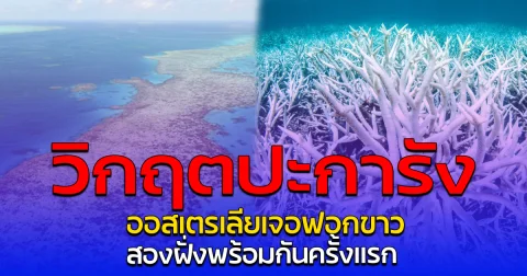 วิกฤตปะการัง ออสเตรเลียเจอฟอกขาว สองฝั่งพร้อมกันครั้งแรก