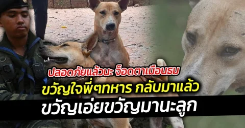 ปลอดภัยแล้วนะ จ็อดตาเมือนธม ขวัญใจพี่ๆทหาร กลับมาแล้ว เรียกได้ว่าน้องเป็นกำลังใจของพี่ๆ ทหาร ขวัญเอ่ยขวัญมานะลูก