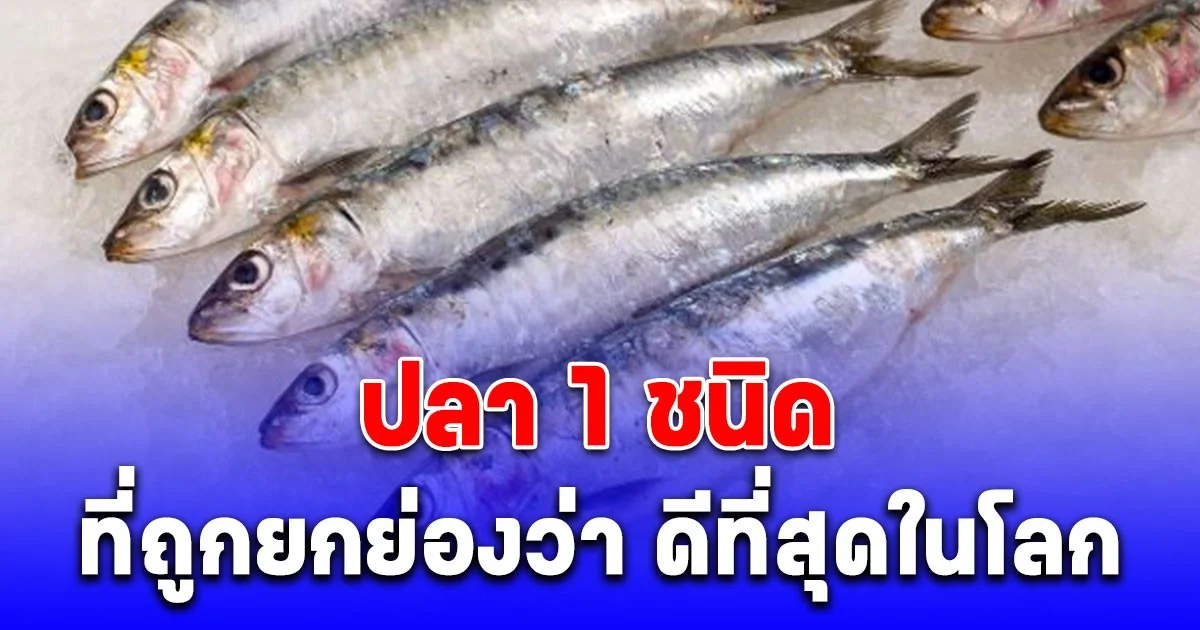 ปลา 1 ชนิดที่ถูกยกย่องว่า ดีที่สุดในโลก คนไทยรู้จักดี แถมชอบกินกันมาก