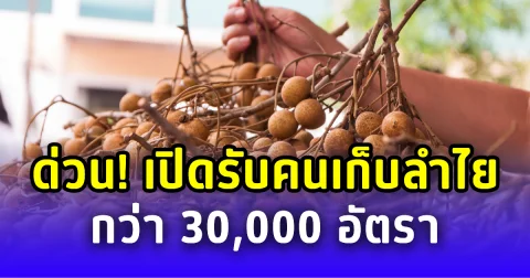 ด่วน! จันทบุรีเปิดรับคนเก็บลำไยกว่า 30,000 อัตรา แทนแรงงานเขมร รายได้สูงสุด 1,300 ต่อวัน