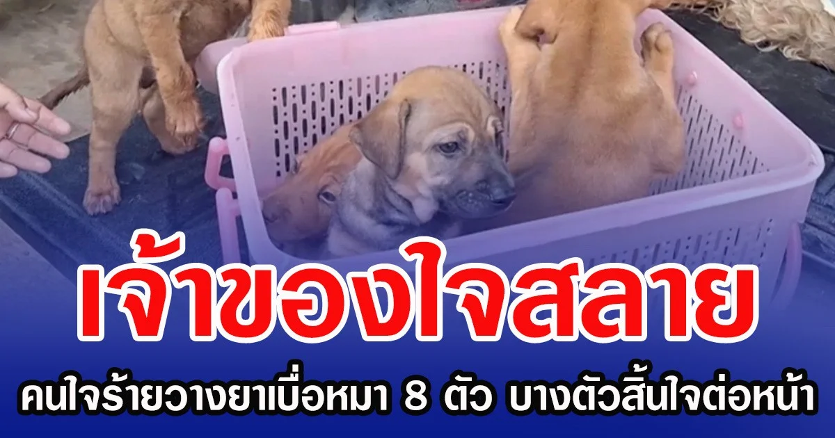 เจ้าของใจสลาย คนใจร้ายวางยาเบื่อหมา 8 ตัว บางตัวสิ้นใจต่อหน้า