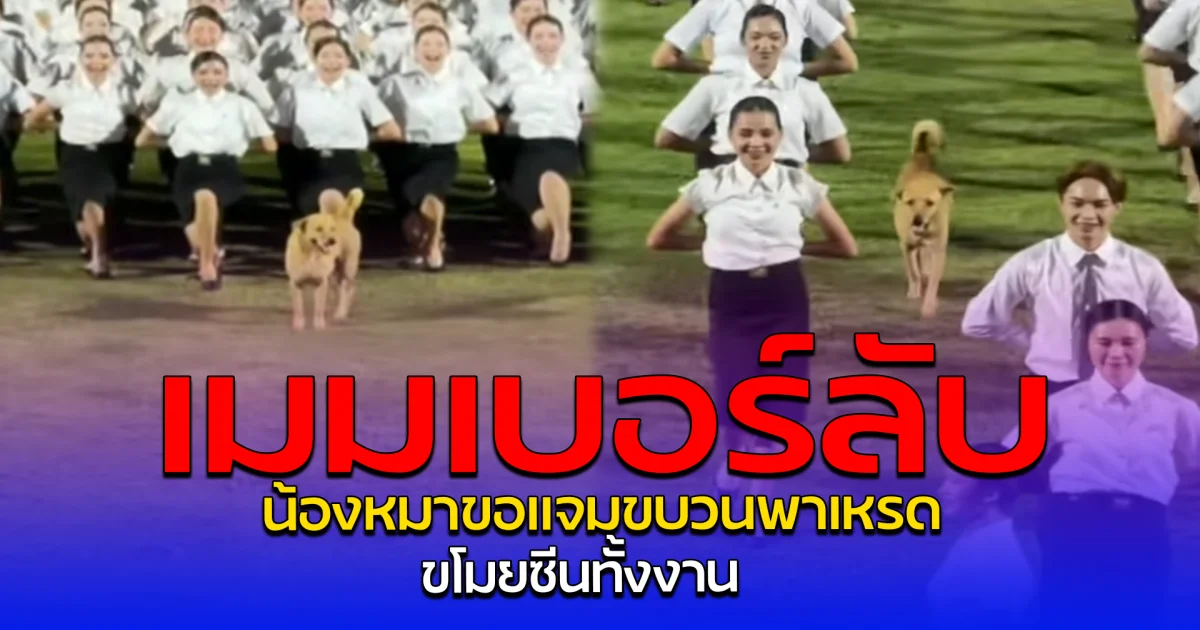 เมมเบอร์ลับ น้องหมาขอแจมขบวนพาเหรด ขโมยซีนทั้งงาน