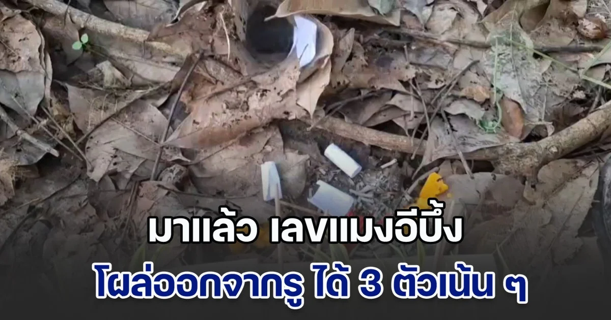 มาแล้ว เลขแมงอีบึ้ง โผล่ออกจากรู ได้ 3 ตัวเน้น ๆ