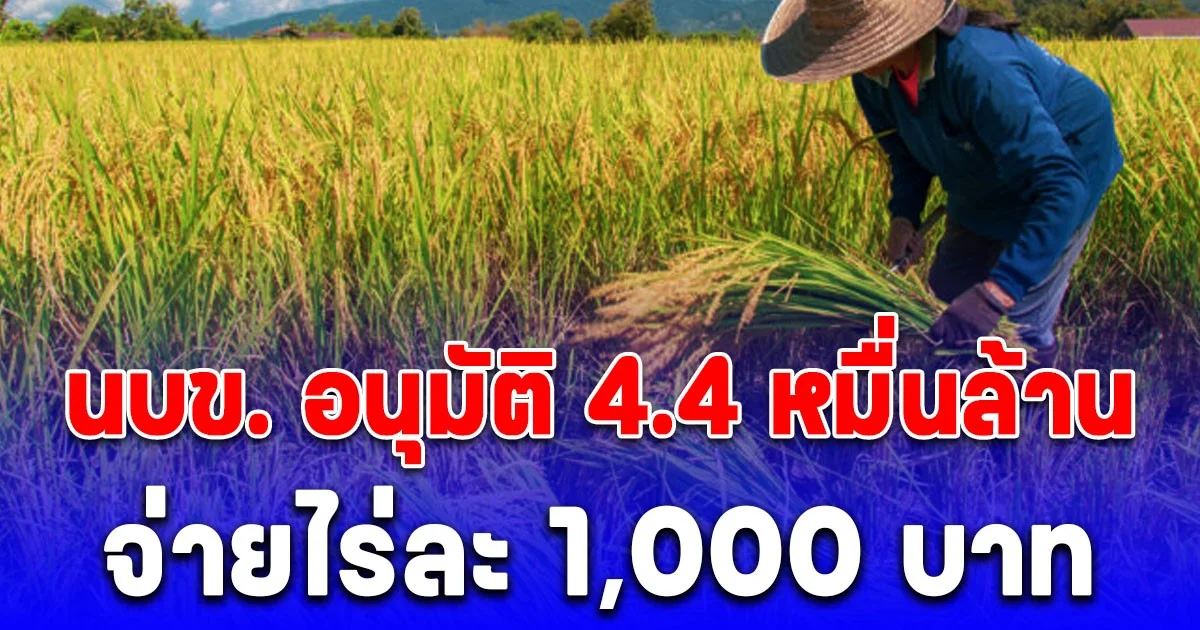 นบข. อนุมัติ 4.4 หมื่นล้าน จ่ายไร่ละ 1,000 บาท ทั้งนาปรัง-นาปี