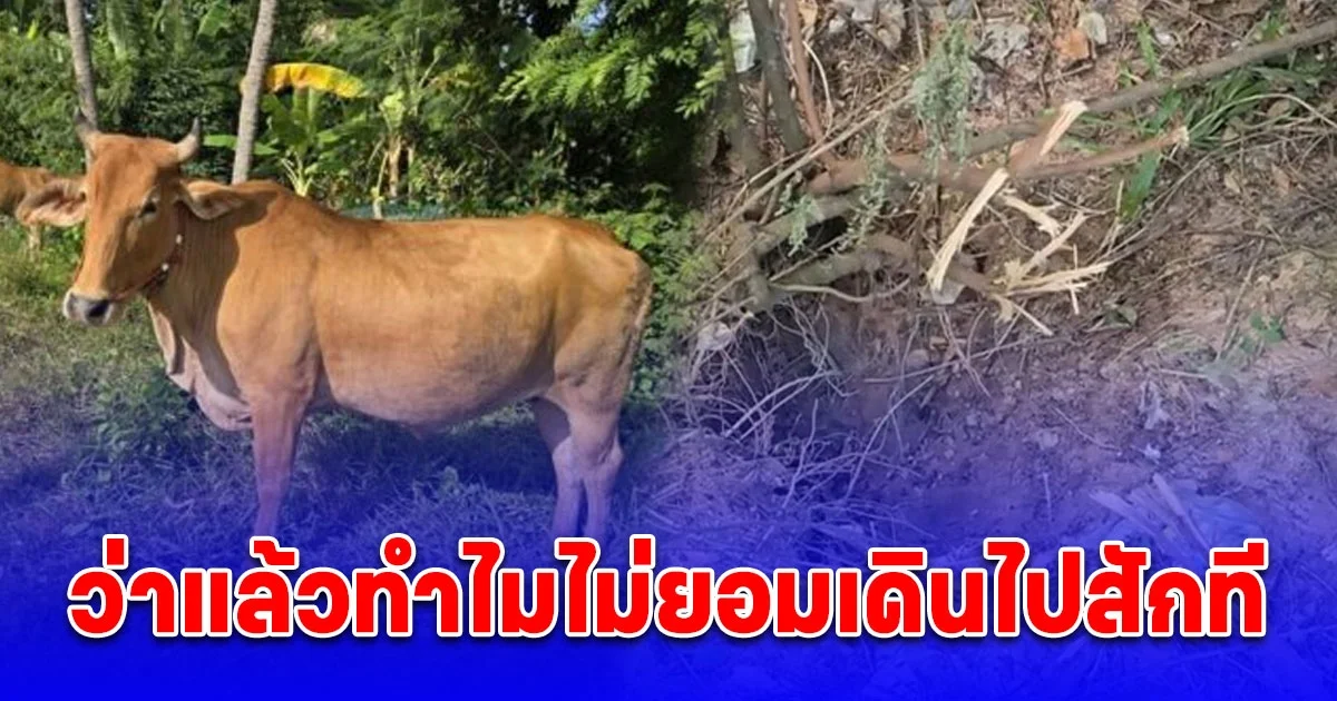 วัวเซนส์ดี เจ้าของจูงไปกินหญ้า ไม่ยอมเดินผ่านทางประจำ เอะใจเดินไปดู พบเป็นลูกจรวด BM-21