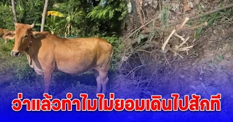 วัวเซนส์ดี เจ้าของจูงไปกินหญ้า ไม่ยอมเดินผ่านทางประจำ เอะใจเดินไปดู พบเป็นลูกจรวด BM-21