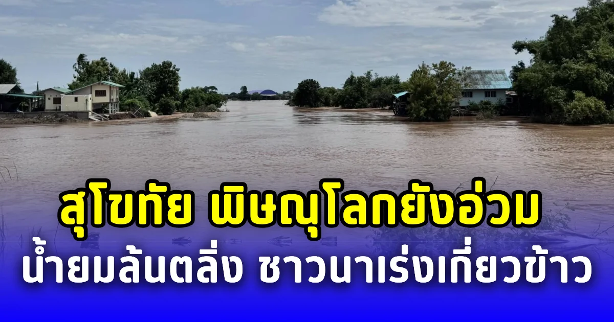สุโขทัย พิษณุโลกยังอ่วม น้ำยมล้นตลิ่ง ชาวนาเร่งเกี่ยวข้าวหนีน้ำท่วม
