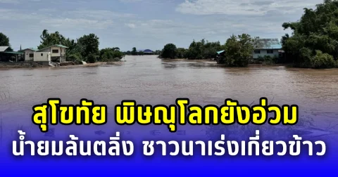 สุโขทัย พิษณุโลกยังอ่วม น้ำยมล้นตลิ่ง ชาวนาเร่งเกี่ยวข้าวหนีน้ำท่วม
